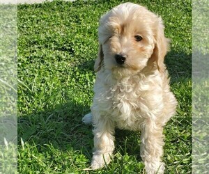 Cavapoo-Poodle (Miniature) Mix Puppy for sale in FORT PLAIN, NY, USA