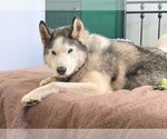 Small Photo #2 Siberian Husky Puppy For Sale in Visalia, CA, USA