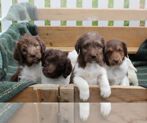 German Shorthaired Pointer-Poodle (Standard) Mix Puppy for sale in WHITE POST, VA, USA