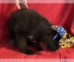 Small #2 Newfoundland