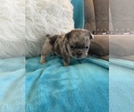 Small #11 English Bulldog