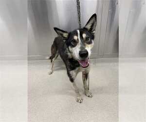 Siberian Husky Dogs for adoption in Fairbanks, AK, USA