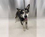 Small Siberian Husky