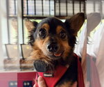 Small Chihuahua Mix