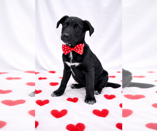 Medium Photo #1 Borador Puppy For Sale in Mt. Laurel, NJ, USA