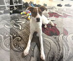 Small #3 American Pit Bull Terrier-Jack Russell Terrier Mix