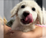 Small #4 Great Pyrenees