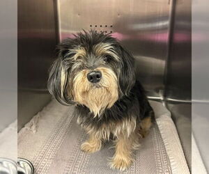 Mutt Dogs for adoption in Rancho Cucamonga, CA, USA