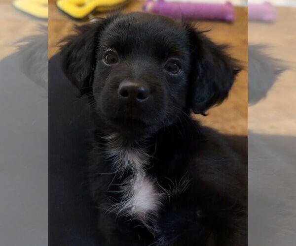 Medium Photo #2 Maltipoo (Miniature) Puppy For Sale in Farmington, MN, USA