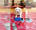 Small Photo #3 Bichon Frise Puppy For Sale in RACINE, WI, USA