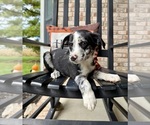 Small #7 Labrador Retriever-Miniature Australian Shepherd Mix