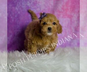 Medium Goldendoodle (Miniature)
