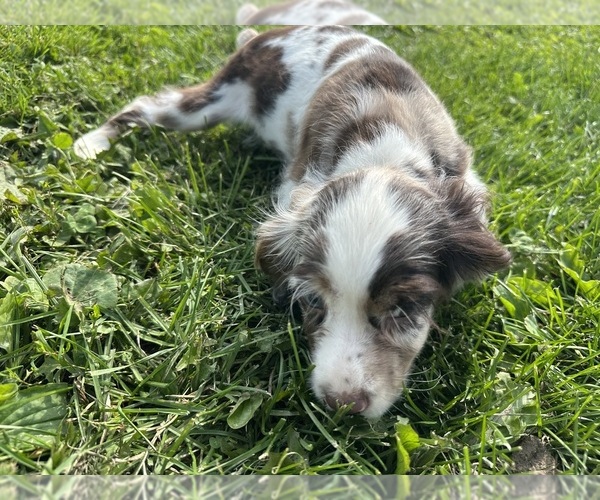 Medium Photo #8 Cocker Spaniel Puppy For Sale in ATHENS, WI, USA