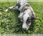 Small #7 Cocker Spaniel