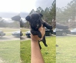 Puppy Oreo French Bulldog