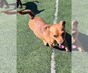 Levi - Male Dachshund-Unknown Mix Dog for Adoption - Photo #8
