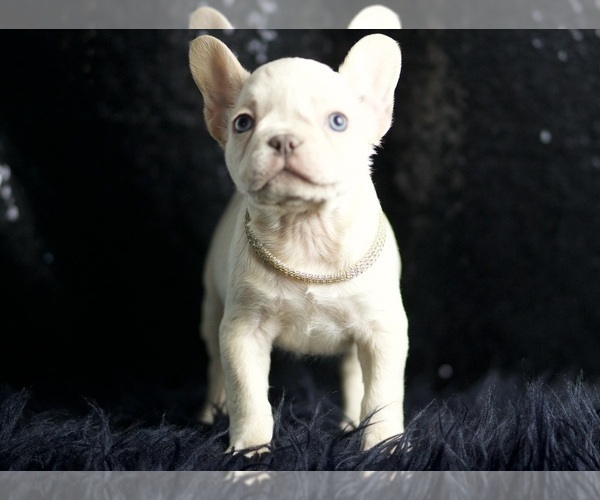 Medium Photo #18 French Bulldog Puppy For Sale in WARSAW, IN, USA