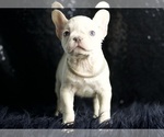 Small Photo #18 French Bulldog Puppy For Sale in WARSAW, IN, USA