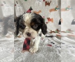 Small Photo #4 Cavalier King Charles Spaniel Puppy For Sale in LANCASTER, PA, USA