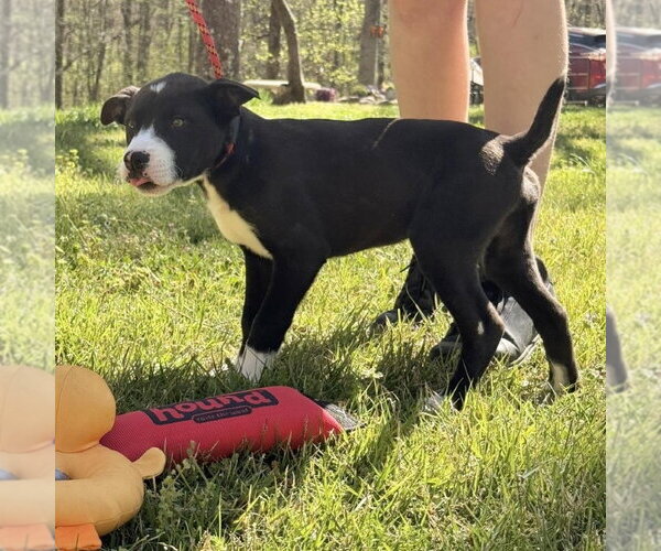 Medium Photo #2 Mutt Puppy For Sale in Yardley, PA, USA
