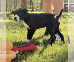 Small #1 Mutt