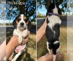 Puppy Lolas Purple Beagle