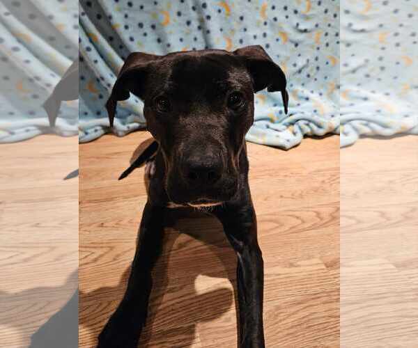Medium Photo #4 American Pit Bull Terrier-Unknown Mix Puppy For Sale in Catasauqua, PA, USA