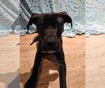 Small #3 American Pit Bull Terrier Mix