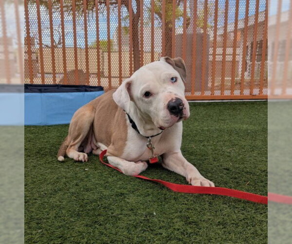 Medium Photo #3 Mutt Puppy For Sale in Las Vegas, NV, USA