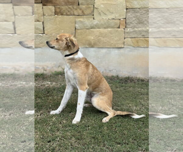 Medium Photo #2 Spaniel-Unknown Mix Puppy For Sale in PIPE CREEK, TX, USA
