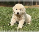 Small #21 Great Pyrenees