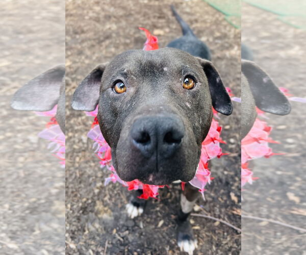 Medium Photo #2 Mutt Puppy For Sale in Clarkesville, GA, USA