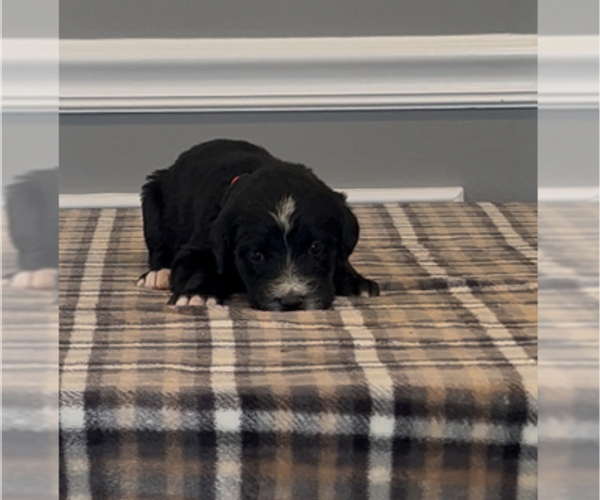 Medium Photo #12 Bernedoodle-Labradoodle Mix Puppy For Sale in MILFORD, NJ, USA