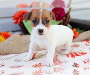Jack Russell Terrier Puppy for sale in SHILOH, OH, USA