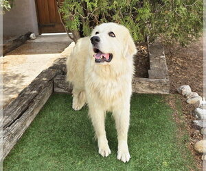 Beautiful Ms Butters de Golden Pyr Bonded Pair - Female Great Pyrenees Dog for Adoption - Photo #2