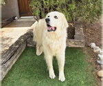 Small Photo #2 Great Pyrenees Puppy For Sale in Albuquerque, NM, USA