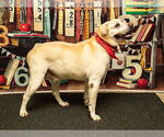 Small Labrador Retriever