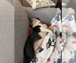 Small #3 English Boston Bulldog