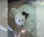Small #4 Great Pyrenees Mix