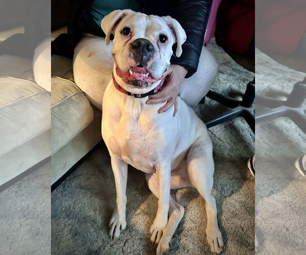 Medium Photo #1 Boxer Puppy For Sale in Dumont, NJ, USA