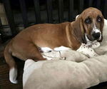 Small #1 Basset Hound