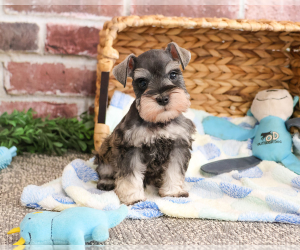 Medium Photo #4 Schnauzer (Miniature) Puppy For Sale in SYRACUSE, IN, USA