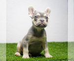 Small Photo #12 French Bulldog Puppy For Sale in DANIA, FL, USA