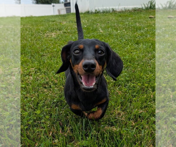 Medium Photo #3 Dachshund Puppy For Sale in Shelbyville, TN, USA