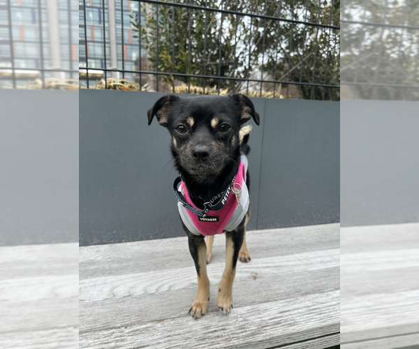 Medium Photo #4 Chihuahua-Unknown Mix Puppy For Sale in Rockville, MD, USA