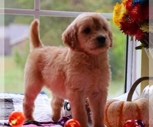 Goldendoodle Puppy for sale in FAIR GROVE, MO, USA