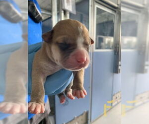 American Pit Bull Terrier Dogs for adoption in San Bernardino, CA, USA