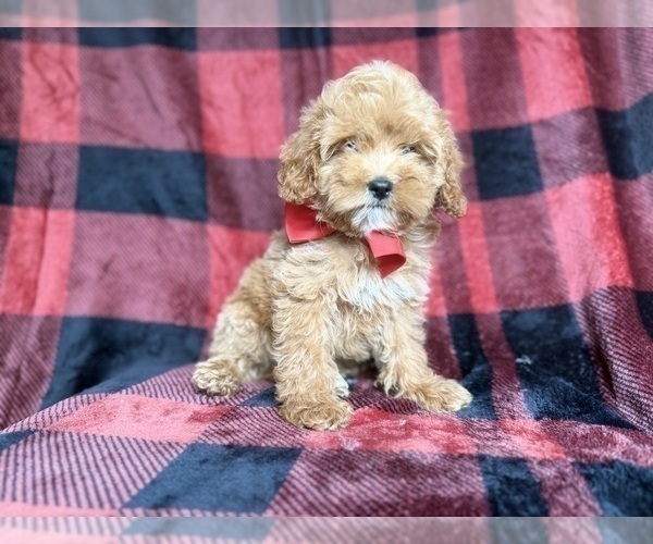 Medium Photo #1 Cockapoo (Miniature) Puppy For Sale in LAKELAND, FL, USA