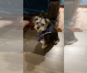 YorkiePoo Puppy for sale in JEFFERSONVILLE, IN, USA