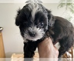Small Photo #3 ShihPoo Puppy For Sale in KETTLE FALLS, WA, USA